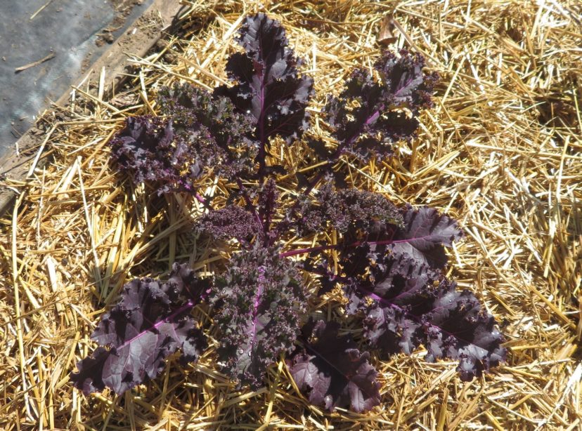 Redbor is a vigorous hybrid kale with ruffled, deep maroon leaves.