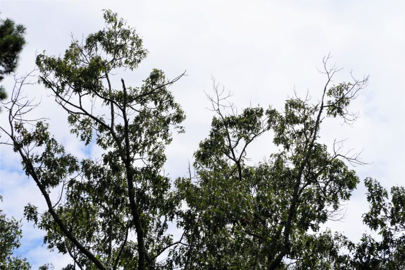 Since most trees are so large, it may take several years for the tree to die due to insect, disease, or drought injury. The crown begins to thin out with the tips of the branches dying first.