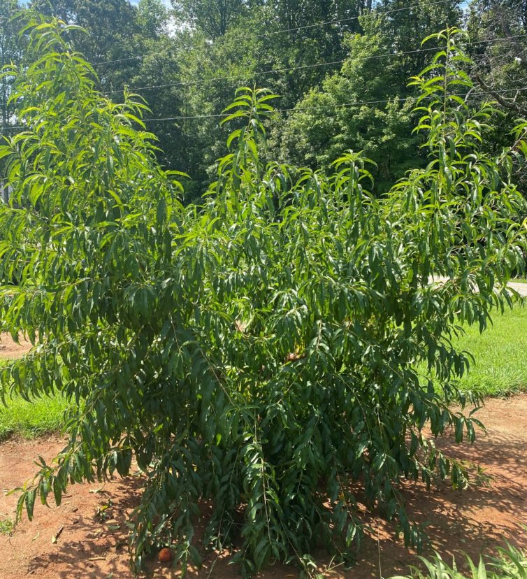 Some 3-year-old peaches have been pruned to manage excessive growth.