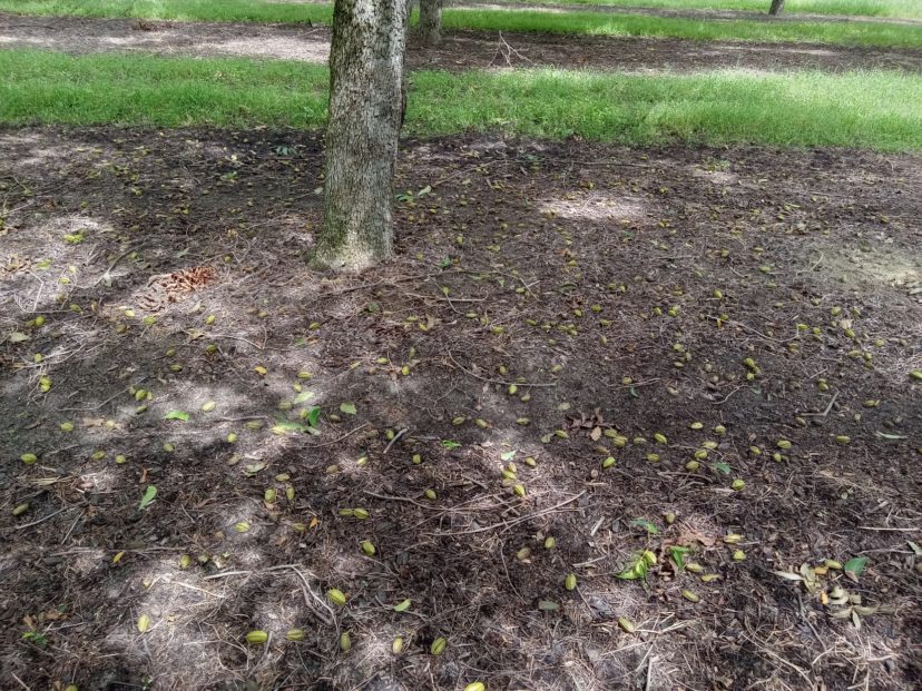 Some pecan trees are aborting some nuts right now, likely due to the dry weather in between rain events.