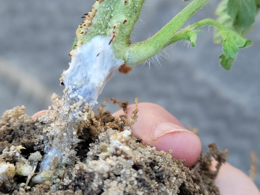 Southern blight is still a problem in some areas.