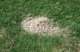 Spring dead spot generally appears in the spring in bermudagrass lawns
