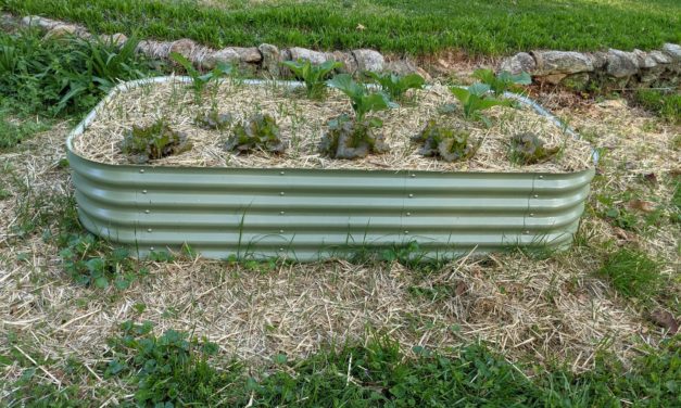 K.I.S.S. Vegetable Gardening – The Lazy Gardener’s Vegetable Garden