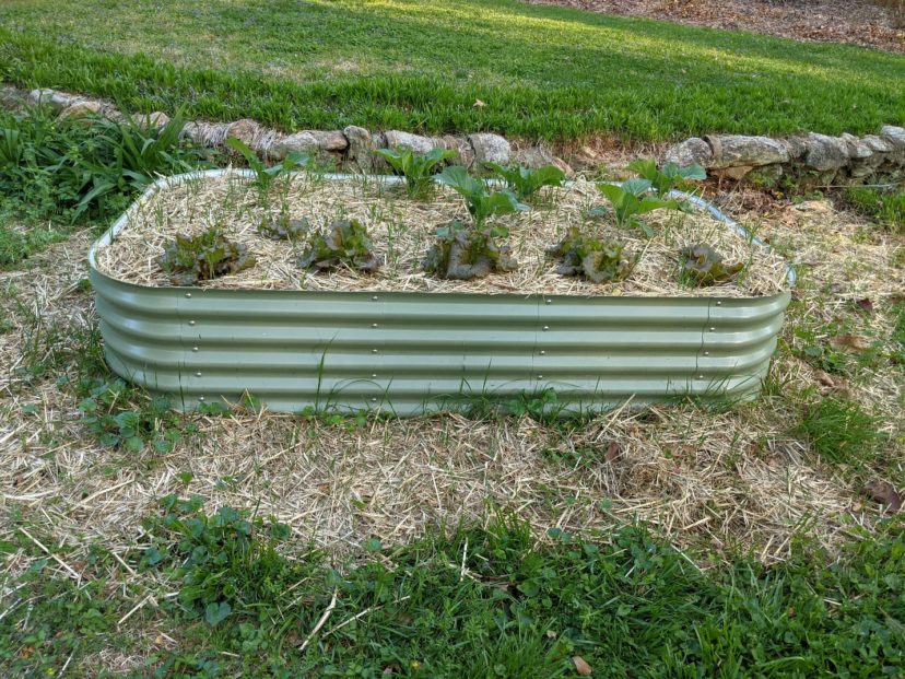 Start small with a raised bed.