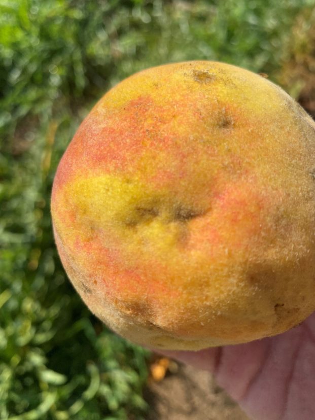 Stink bug damage is showing up on later peaches.