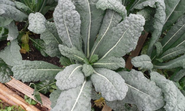 Kale Is a Headless Cabbage