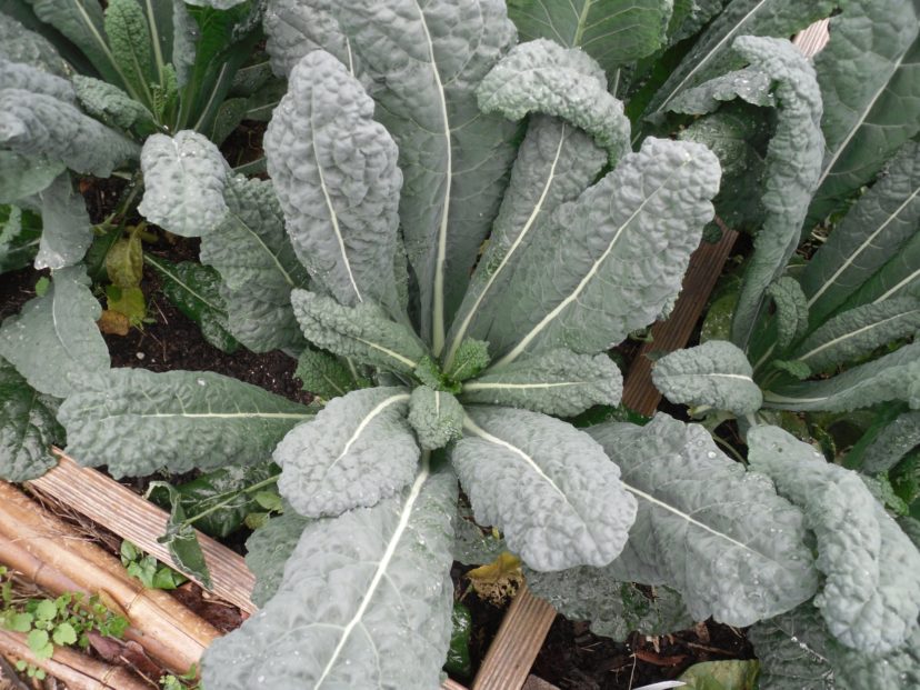 The color, texture, and growth habit of Tuscan kale are dramatic and will combine well with yellow or blue pansies in a container garden.