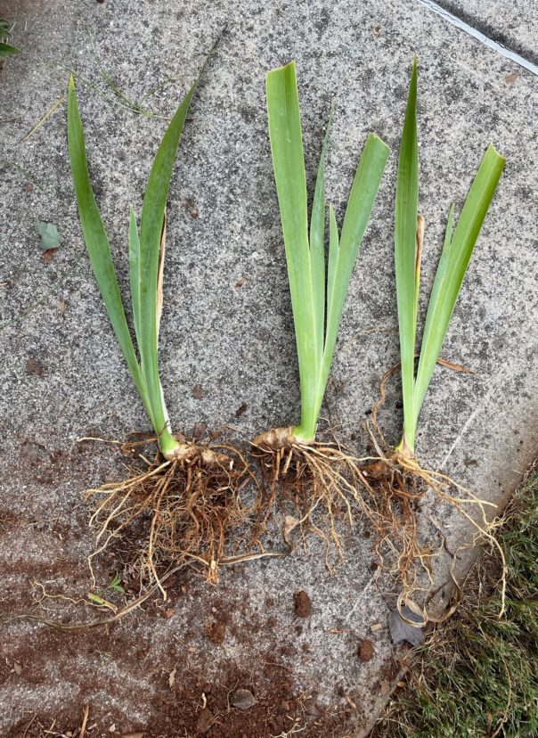 Three separated irises with healthy leaves and rhizomes. R. F. Polomski, ©2022, Clemson Extension