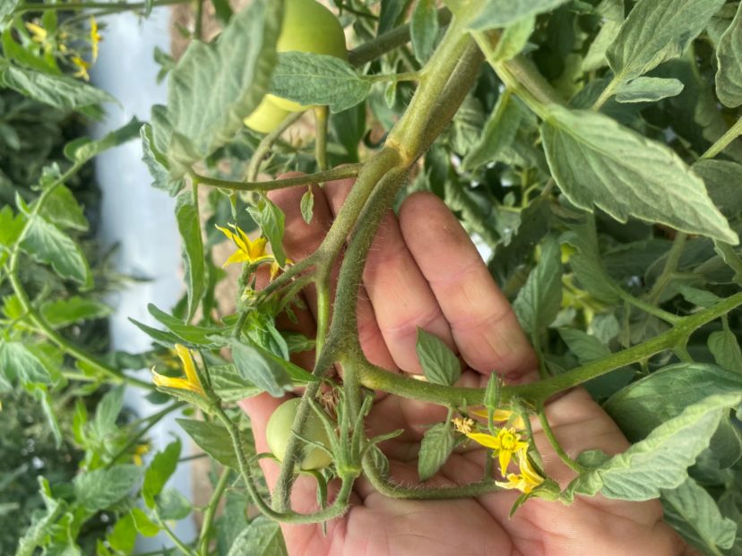 Tomato Russet Mite.