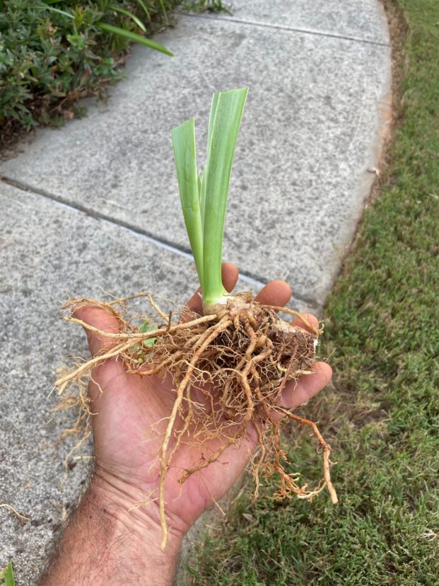 Trim the leaves to reduce moisture loss and to prevent them from toppling over after you plant them. R. F. Polomski, ©2022, Clemson Extension