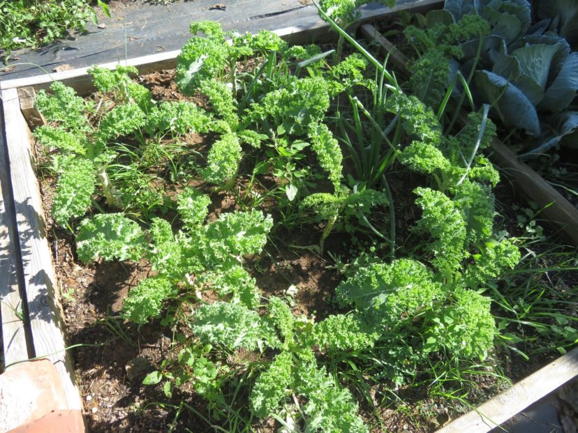 Winterbor kale has bright green new leaves that turn blue with age.
