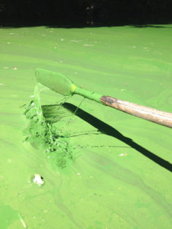 Figure 2. Stick test showing cyanobacteria covering paddle.