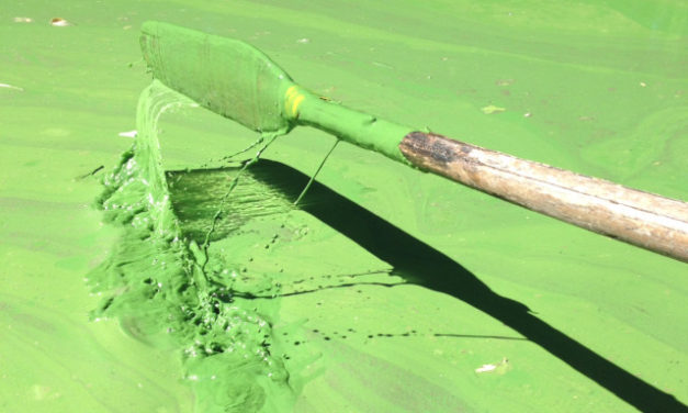 Figure 2. Stick test showing cyanobacteria covering paddle.