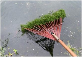 Figure 3. Stick test showing non-cyanobacteria aquatic plant growth.