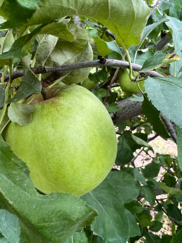 Mutsu apple on a farm in Long Creek, SC
