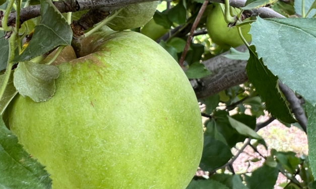 SC Fruit and Vegetable Field Report- August 22, 2022