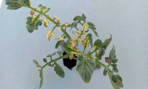 What is It? Wednesday – Glyphosate Damage