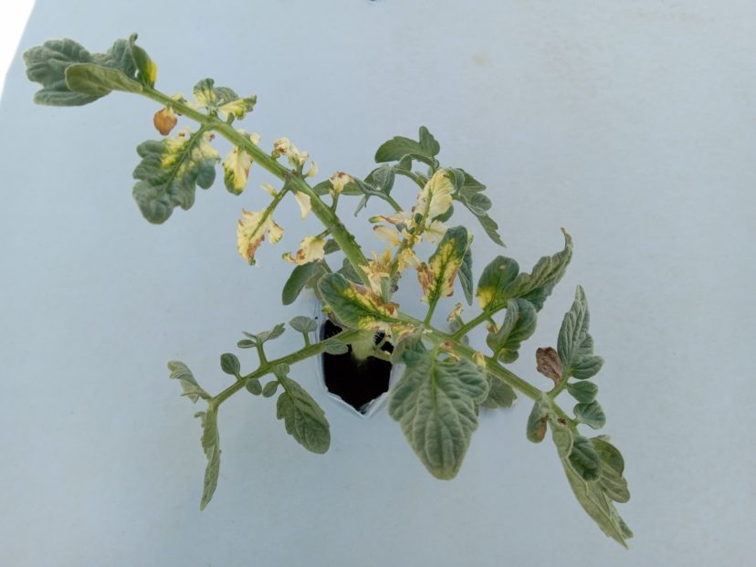 Young tomato plant is suffering from glyphosate damage.