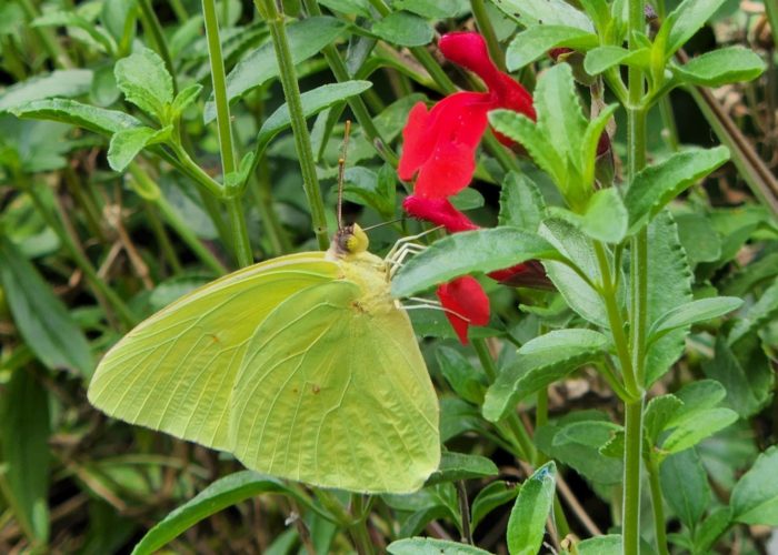 a-cloudless-sulphur-butterfly-phoebis-sennae-on A Cloudless Sulphur butterfly (Phoebis sennae) on a Salvia ‘Radio Red’ flower.