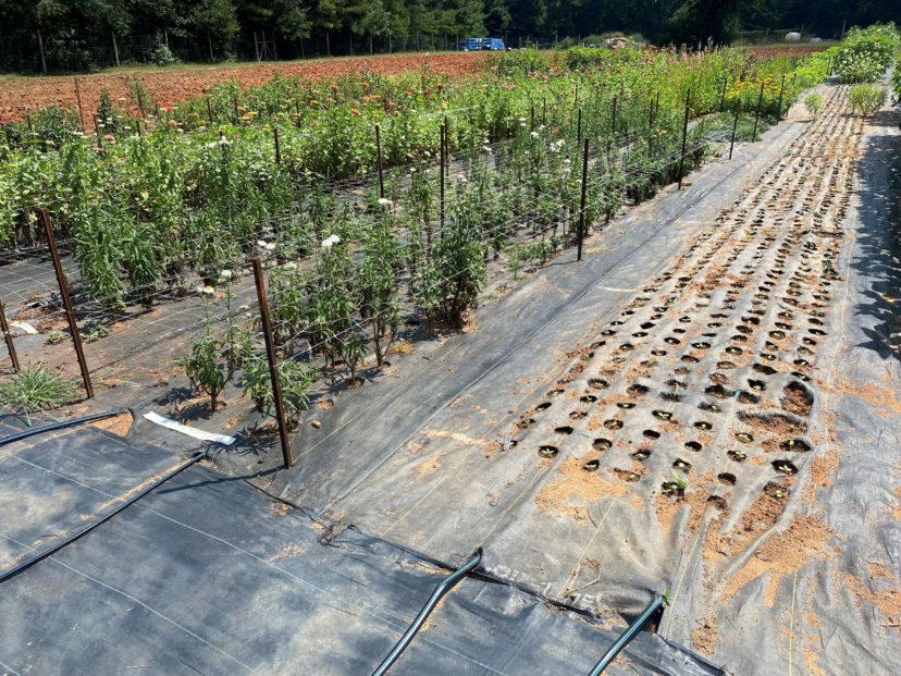 A cut flower farm in the Upstate.