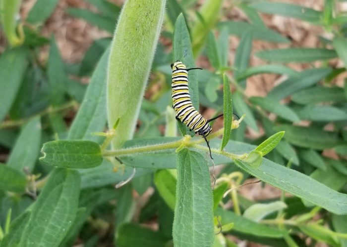 a-monarch-caterpillar-is-feeding-on-a-butterfly-we A Monarch caterpillar is feeding on a Butterfly Weed (Asclepias tuberosa) plant that has seed pods.