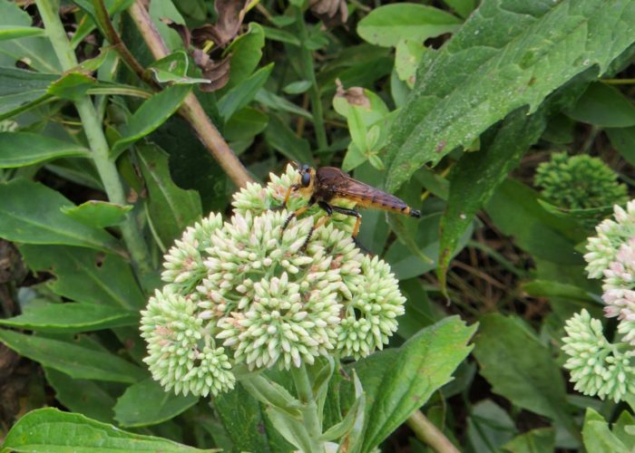 a-robber-fly-is-resting-on-a-sedum-autumn-joy-fl A robber fly is resting on a Sedum ‘Autumn Joy’ flower.