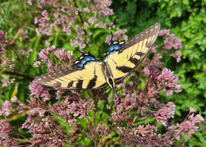 an-eastern-tiger-swallowtail-papilio-glaucus-on An Eastern Tiger Swallowtail (Papilio glaucus) on Joe Pye Weed ‘Baby Joe’.
