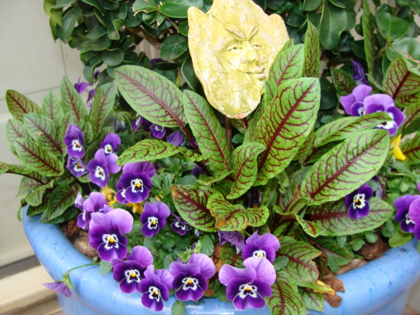 At this point in my gardening life, I plant in containers, making it easier to plant and keep flowers deadheaded.