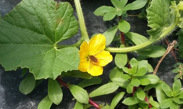 What Is It? Wednesday – Bee Fly