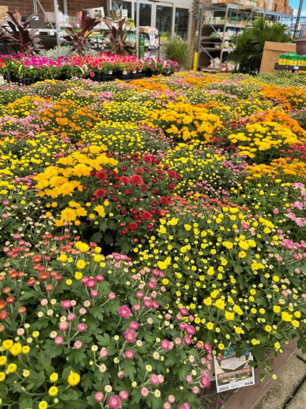 Chrysanthemums come in many colors and make a great potted plant for the season as long as you keep them watered.