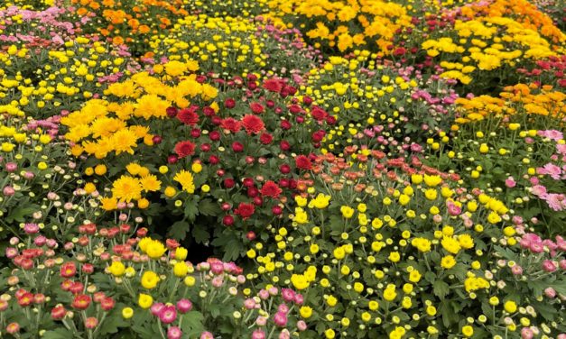 This Month in Your Garden – October 2022