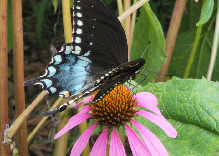 eastern-black-swallowtail-butterfly-papilio-polyx Eastern Black Swallowtail butterfly (Papilio polyxenes) feeding on the nectar of Purple Coneflower (Echinacea purpurea).