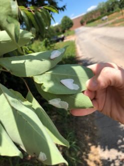 Figure 2. Fall webworm egg masses are laid in clusters on the underside of leaves.