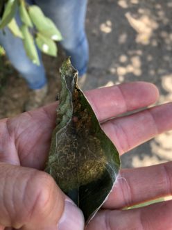 Figure 3. Young larvae feed on the leaf and tie the edges of the leaf together in their first web.