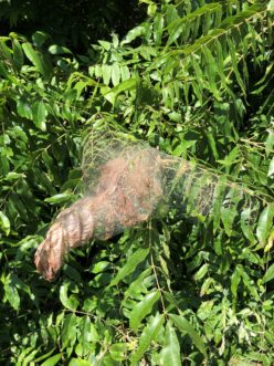 Figure 4. Fall webworm web on the end of a branch.