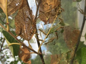 Figure 5. Fall webworm larvae “skeletonize” leaves when young – this occurs when larvae consume only one side of the leaf, leaving a semi-transparent leaf uneaten. Larger larvae consume all but leaf veins. Both types of leaves can be found inside the silken web, which is made by larvae.