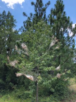 Figure 6. Multiple fall webworm webs on a single tree. While unsightly, the tree is unlikely to be negatively affected.