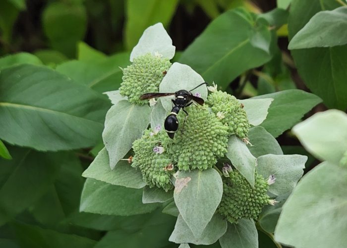 fraternal-potter-wasp-eumenes-fraternus-collecti Fraternal Potter Wasp (Eumenes fraternus) collecting nectar from a Mountain Mint (Pycnanthemum muticum) flower.