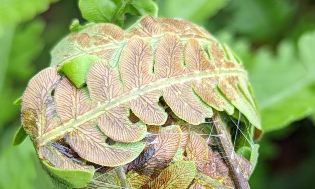 Leaftier
