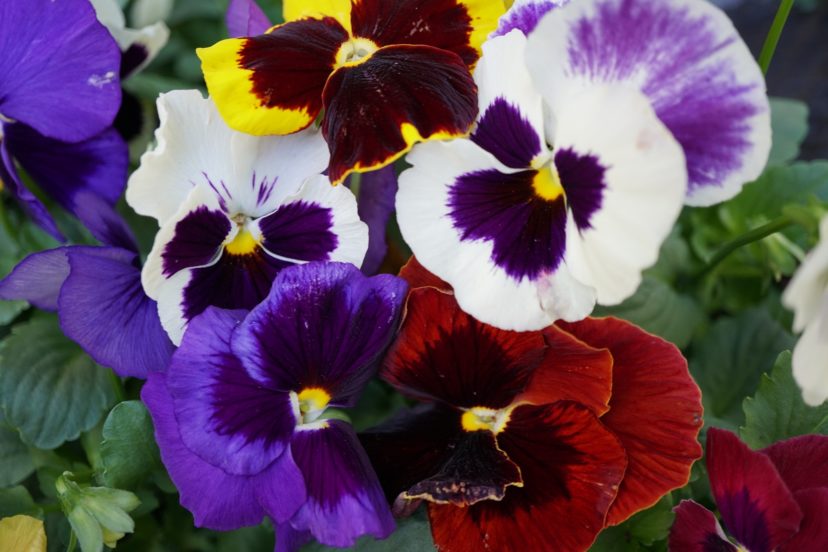 Pansies, Violas, and Panolas—Oh My! Home & Garden Information Center