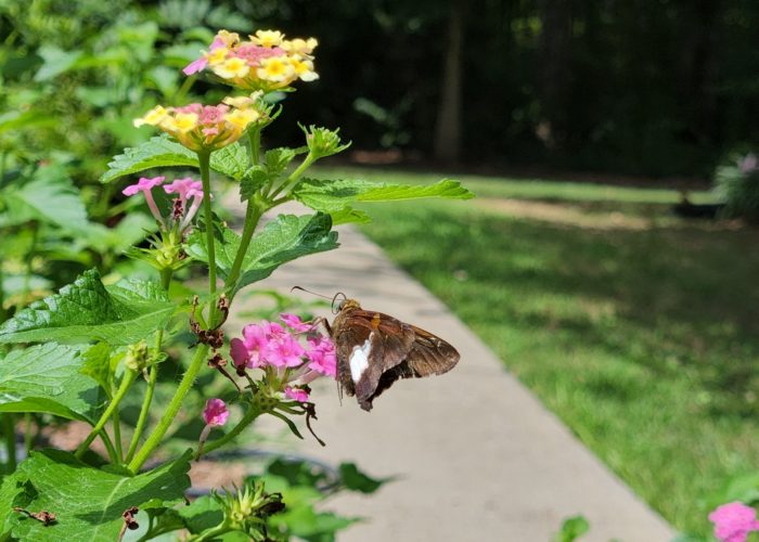 silver-spotted-skipper-epargyreus-clarus-on-a-la Silver-spotted skipper (Epargyreus clarus) on a Lantana ‘Mozelle’ flower.