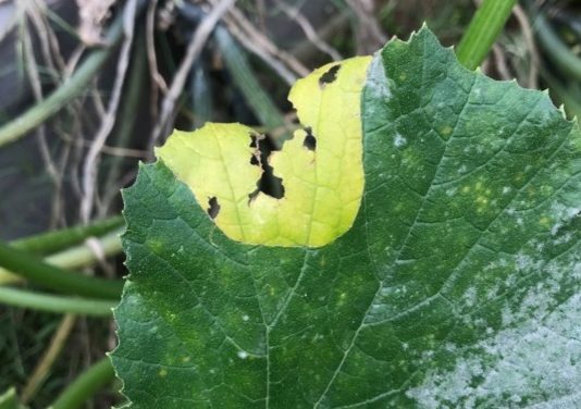 What Is It? Wednesday – Squash Beetle Trenching
