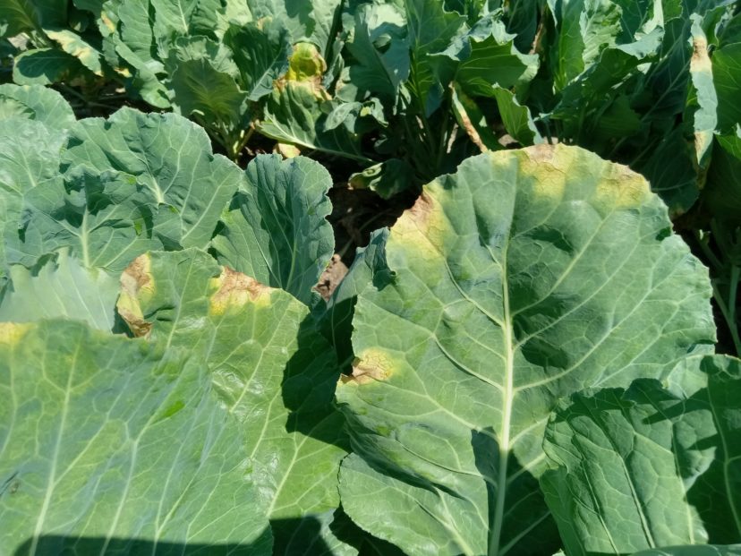 There is a little black rot present in brassicas, but overall, disease pressure is low right now.