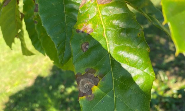 What Is It? Wednesday – Large Leaf Spot