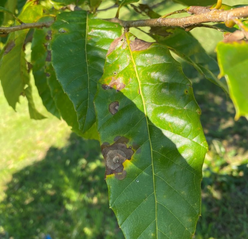 This leaf is showing symptoms of a fungal disease called large leaf spot (Monochaetia sp.) that affects oaks and chestnuts.