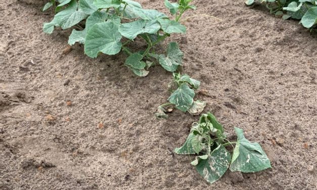 SC Fruit and Vegetable Field Report – September 6, 2022