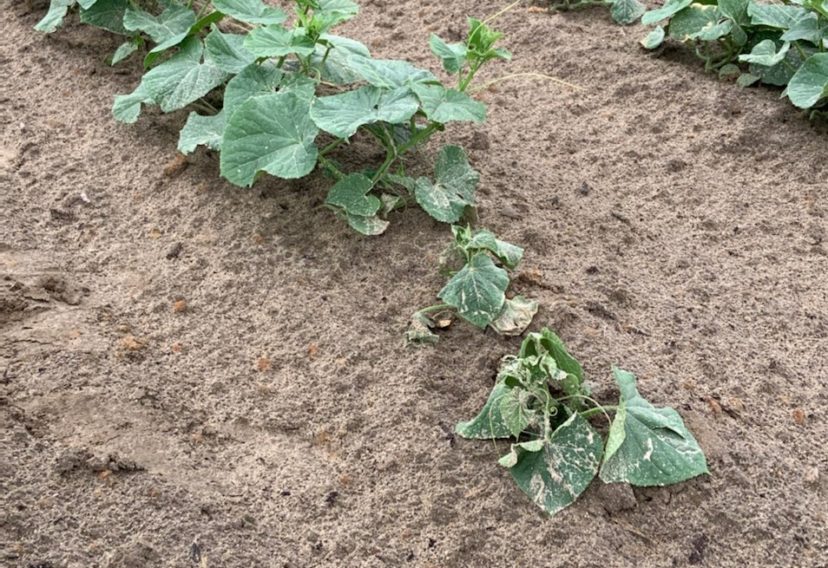 Wilting symptom in the field from fusarium wilt.