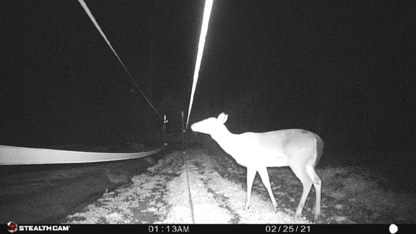A deer fence keeping a curious doe out of the strawberry patch. 