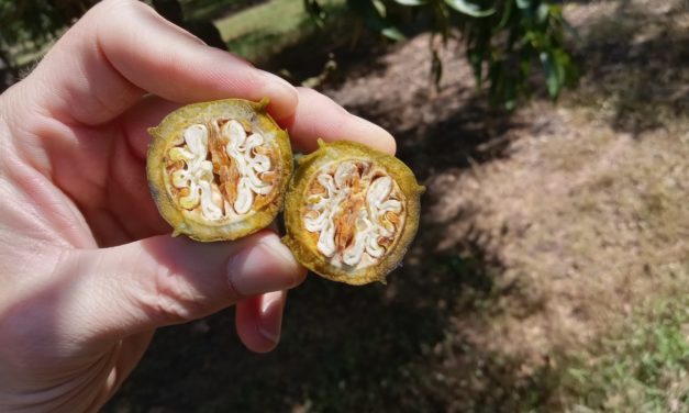 Pecans are progressing well in the Midlands, and we expect to have a good crop.