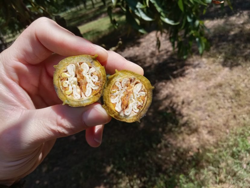 Pecans are progressing well in the Midlands, and we expect to have a good crop.